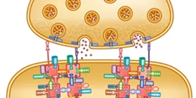 synaptic biology and disease