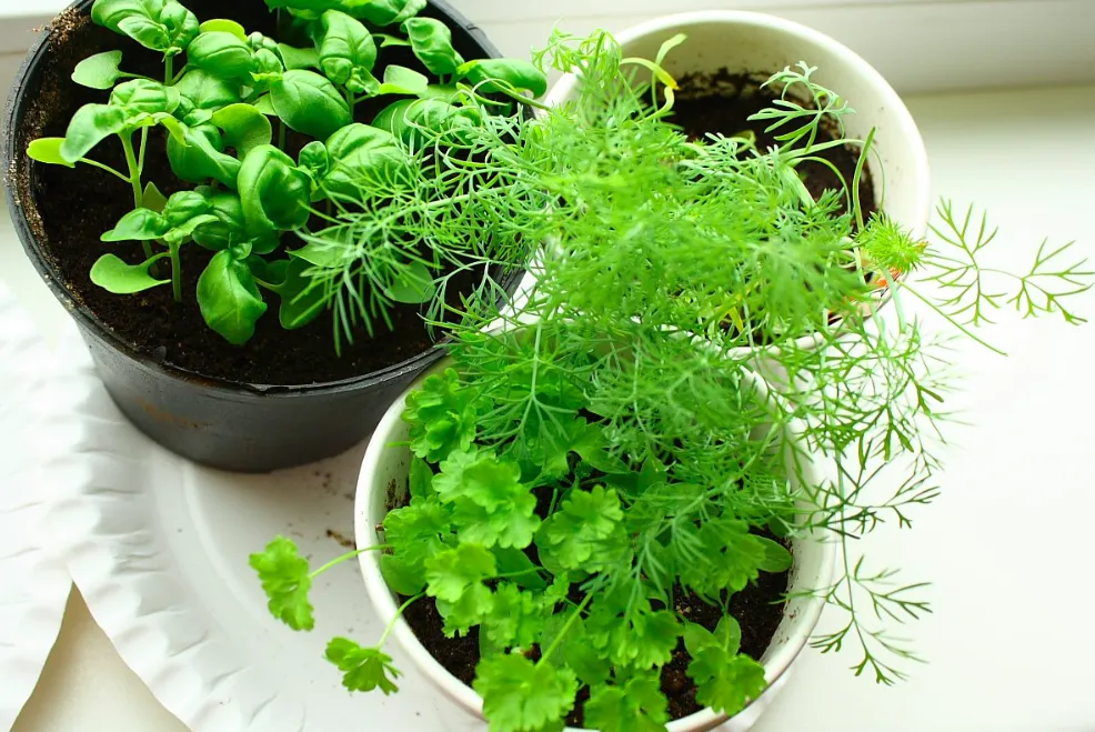 Image of herbs