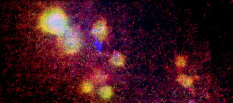 Neural stem cells in culture marked with green fluorescent protein